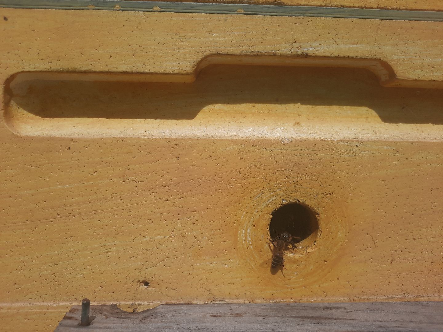 Шатура, Медовый спас, мёд, Рабочая пчела