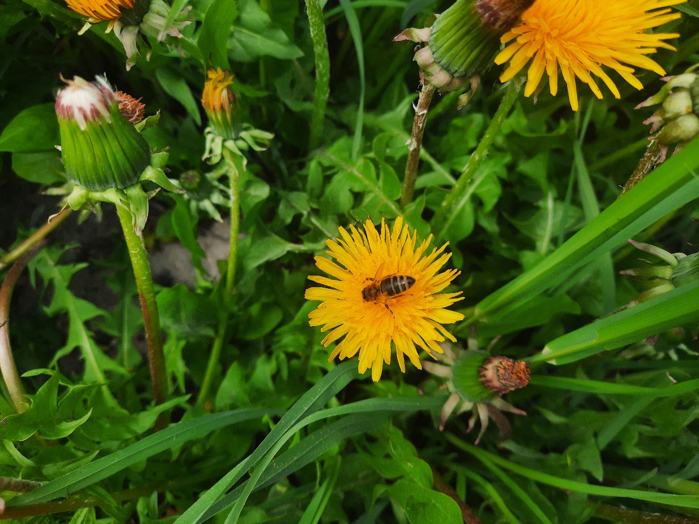 Шатура, Медовый спас, мёд, Рабочая пчела