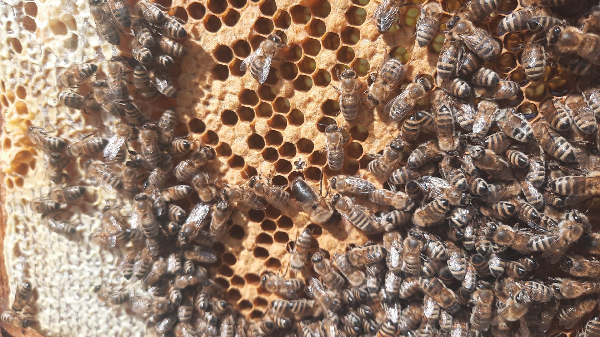 Шатура, Медовый спас, мёд, Рабочая пчела