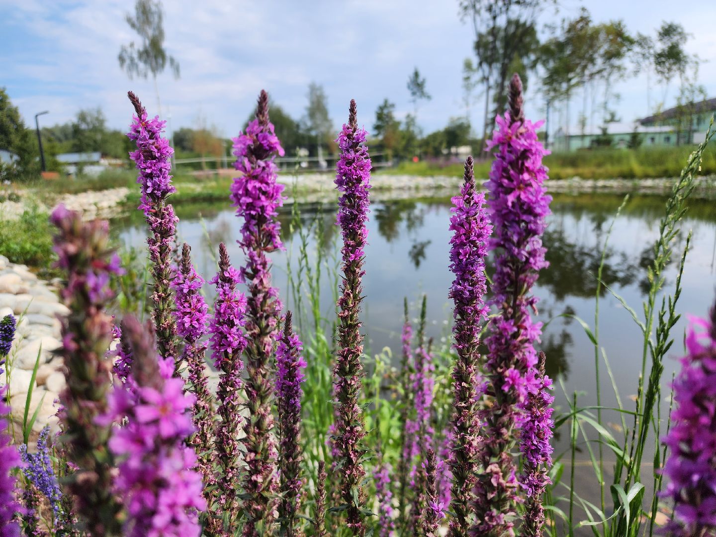 Павловский Посад, городской округ Павловский Посад, парк, благоустройство, Дубрава, сквер