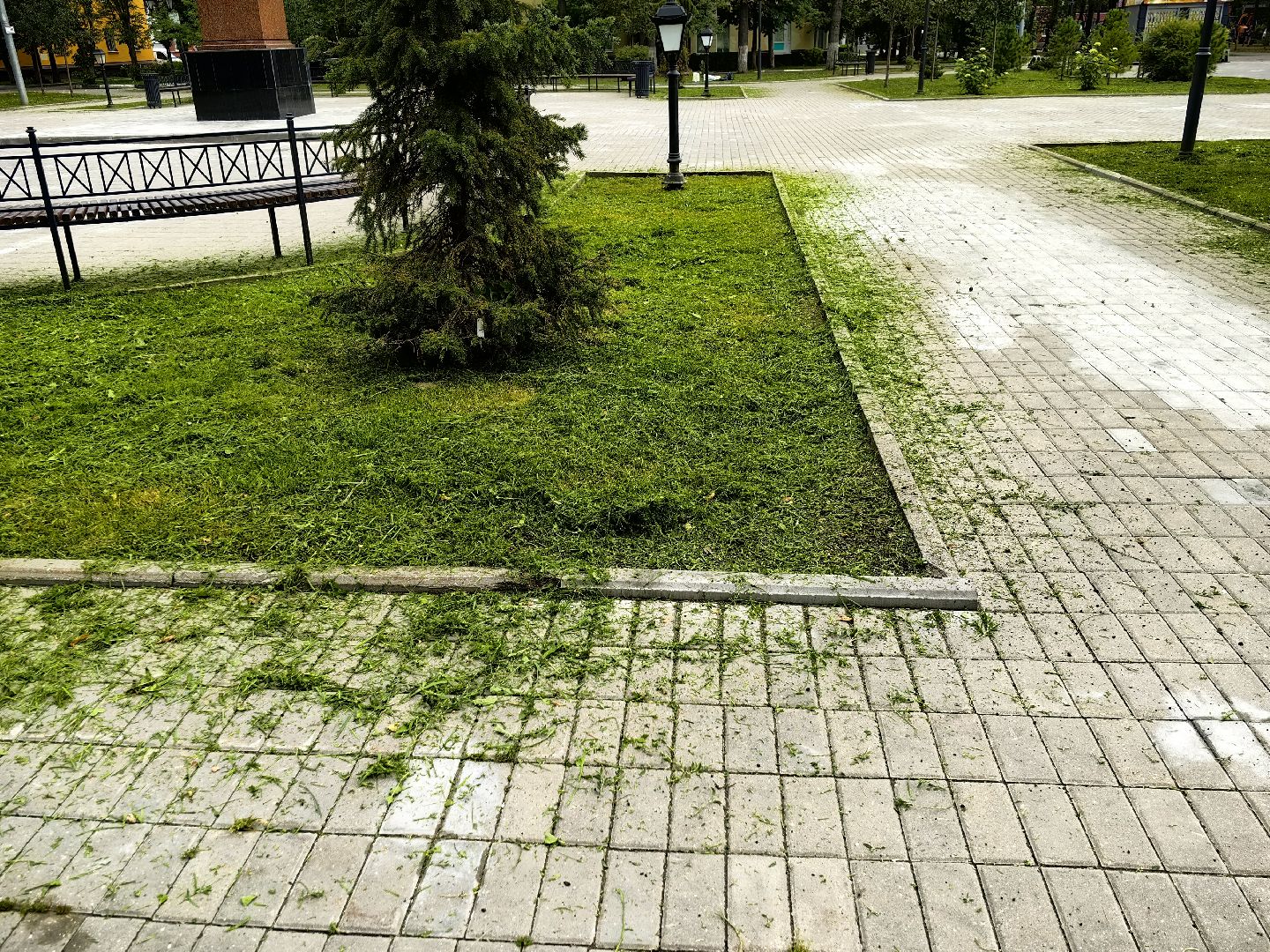 Газон, трава, сквер, улица