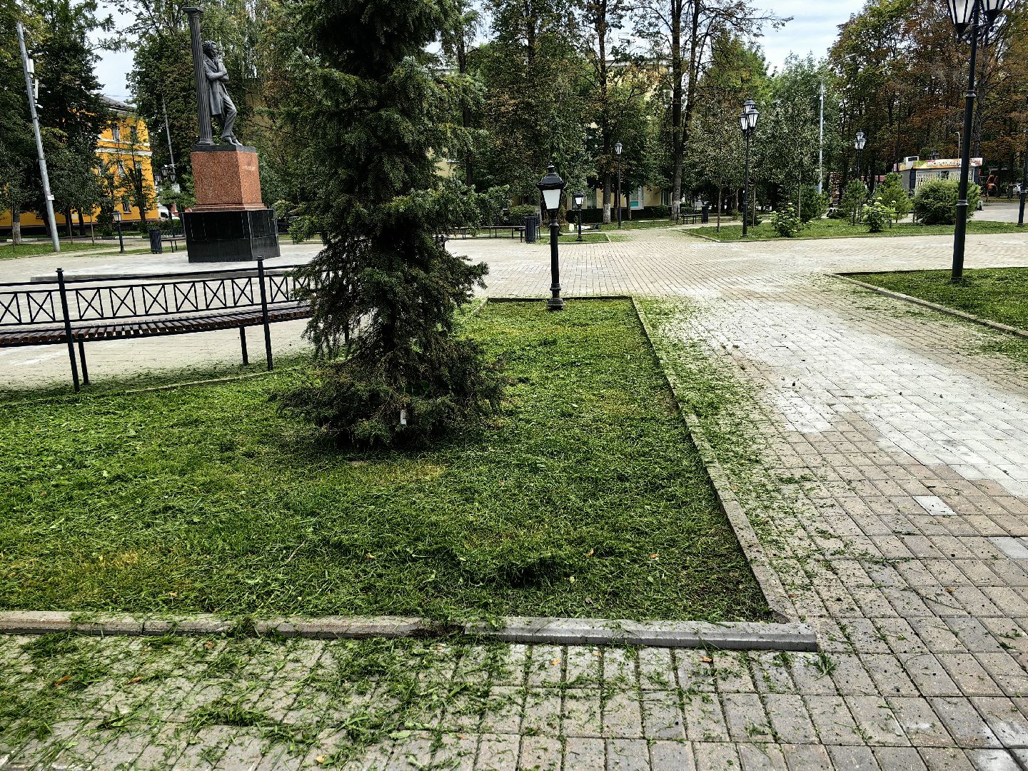 Газон, трава, сквер, улица