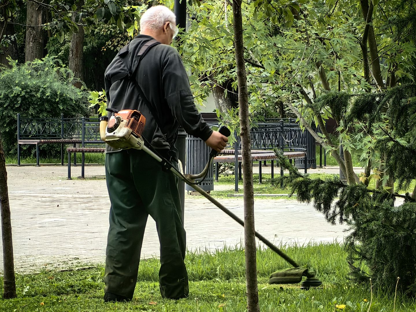Газон, трава, сквер, улица