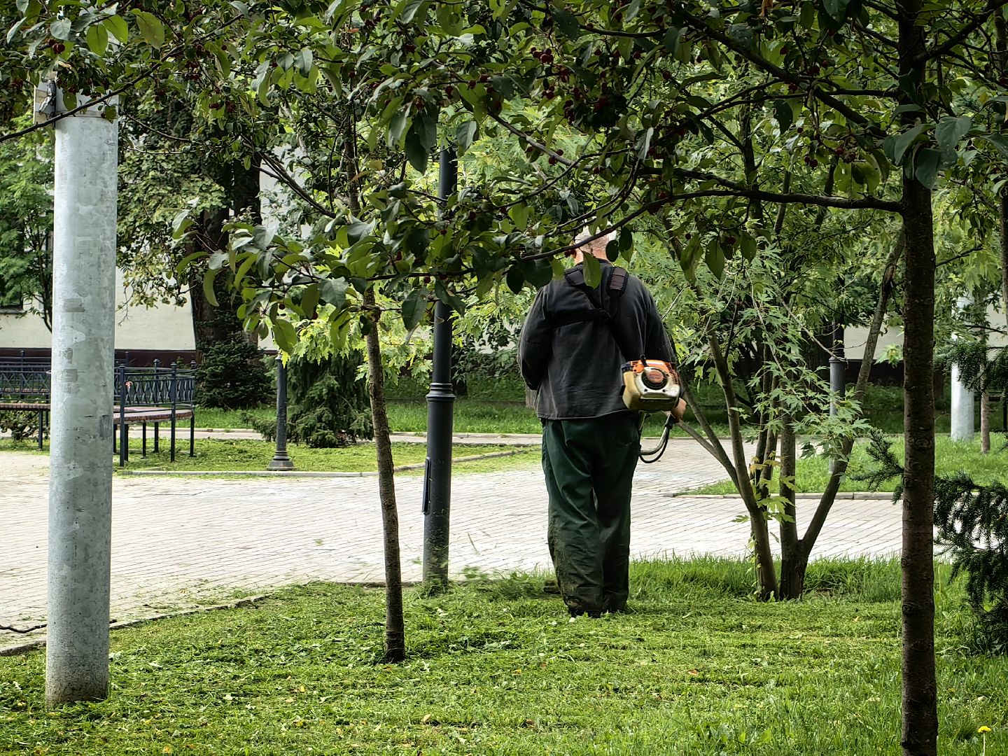 Газон, трава, сквер, улица