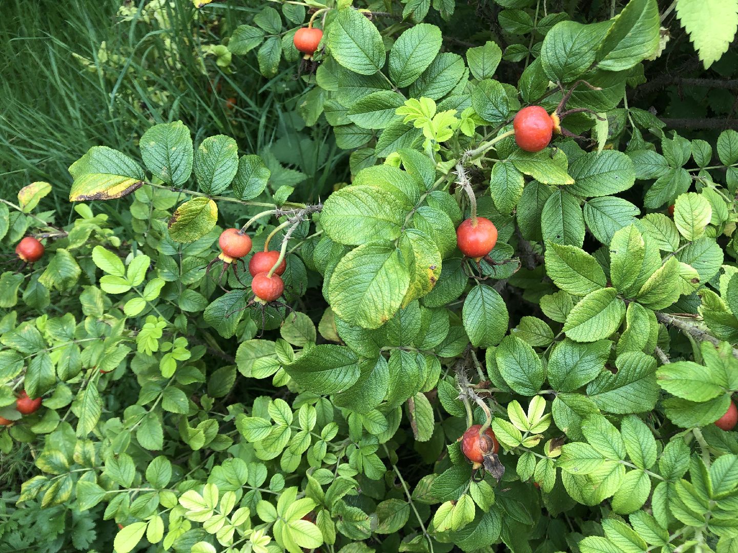 коломна, культура