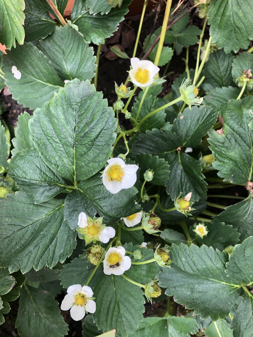 коломна, культура