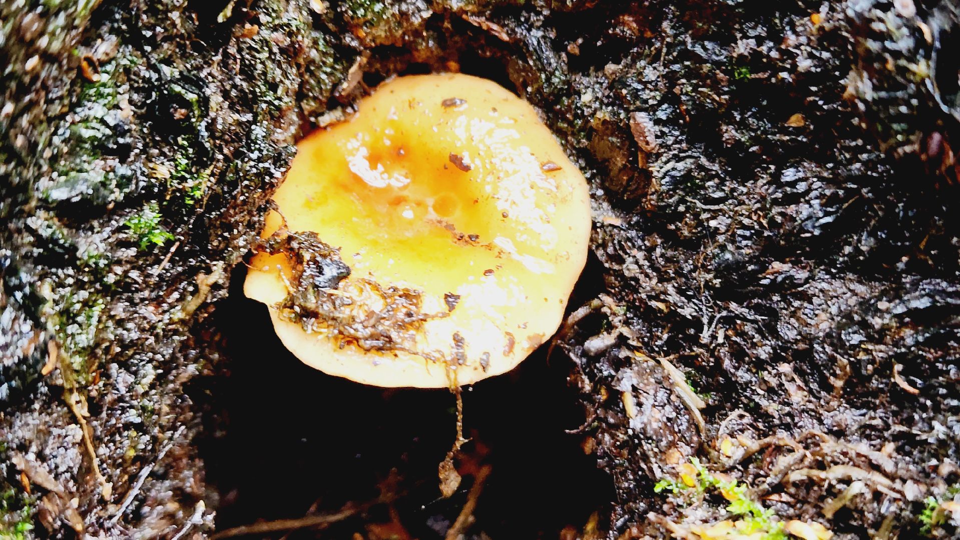 Подмгсковье, Ивантеевка, приррда, грибы