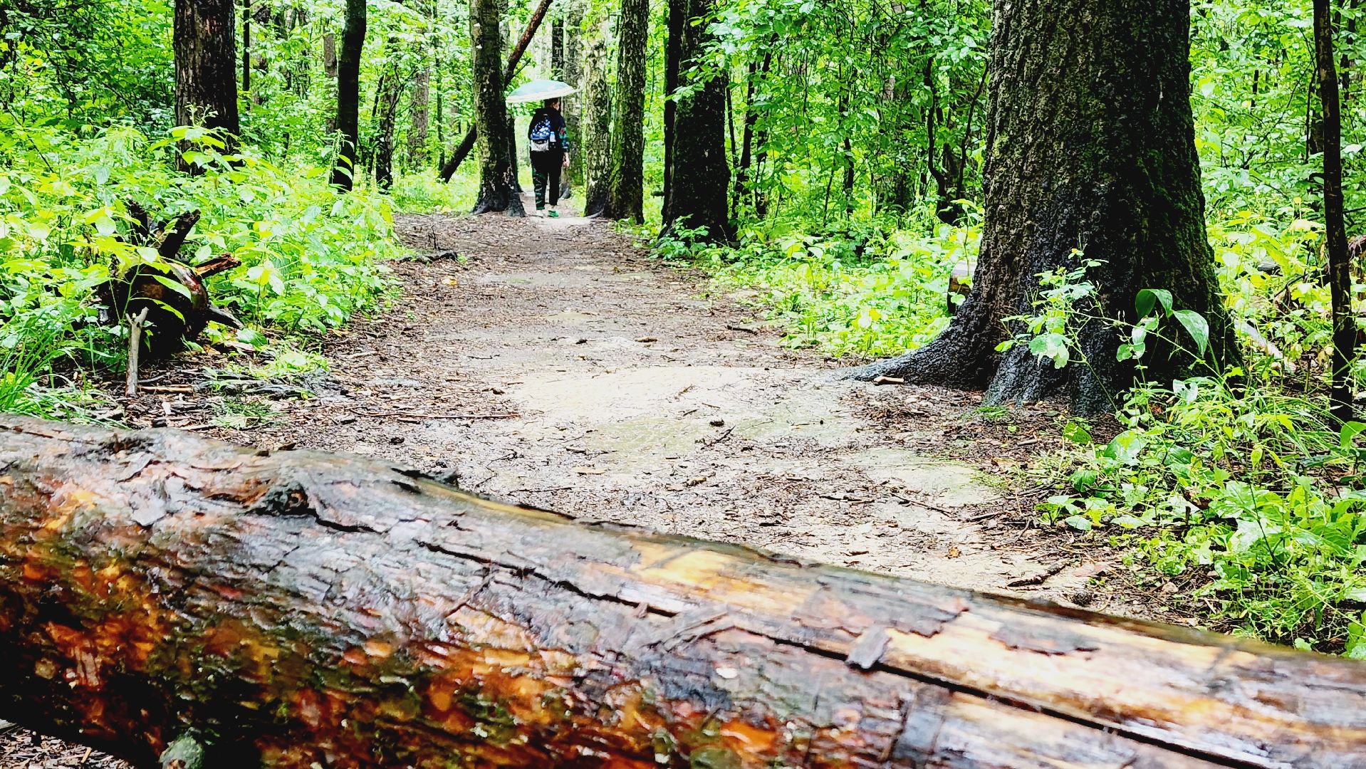 Подмгсковье, Ивантеевка, приррда, грибы