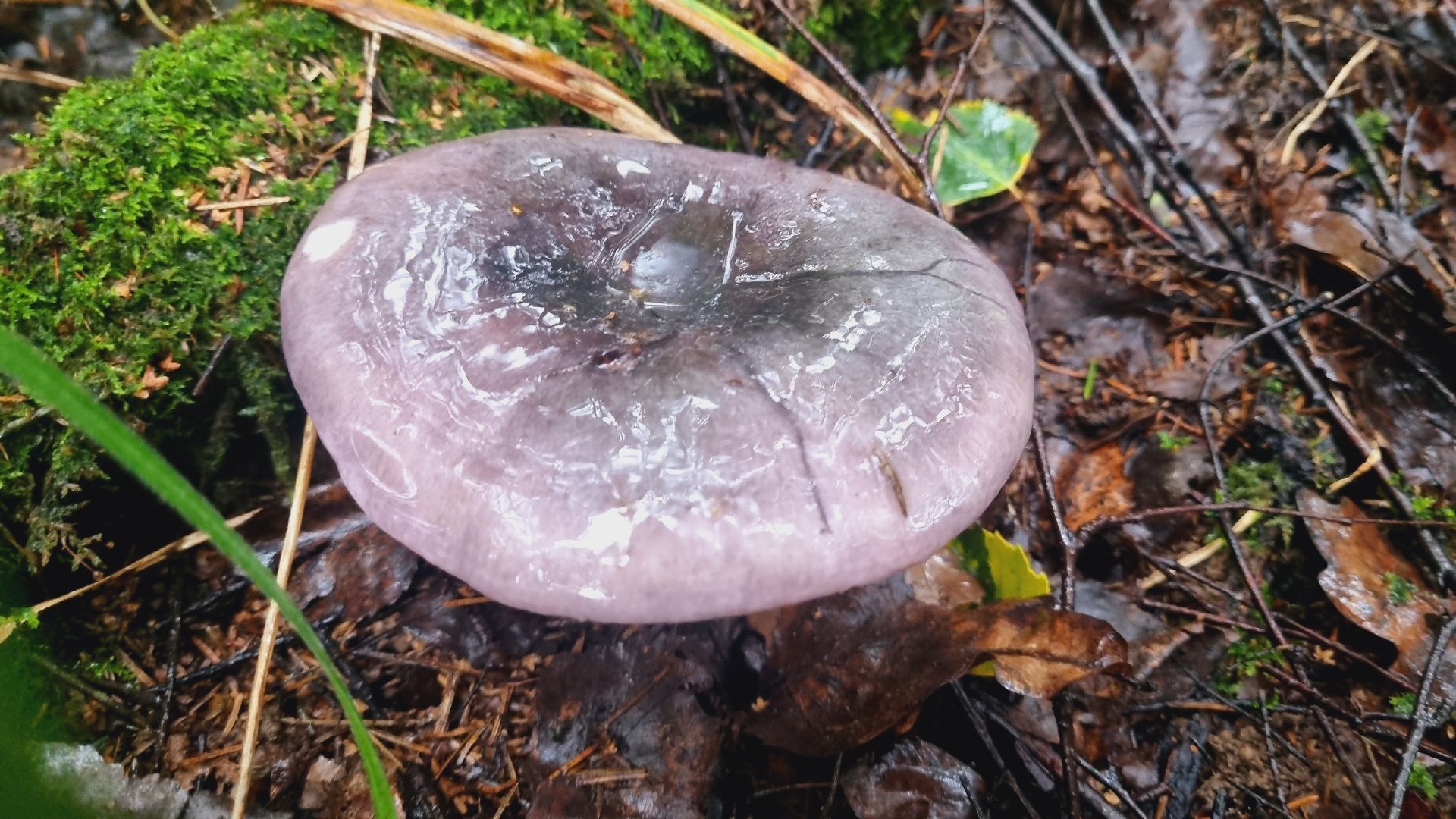 Подмгсковье, Ивантеевка, приррда, грибы