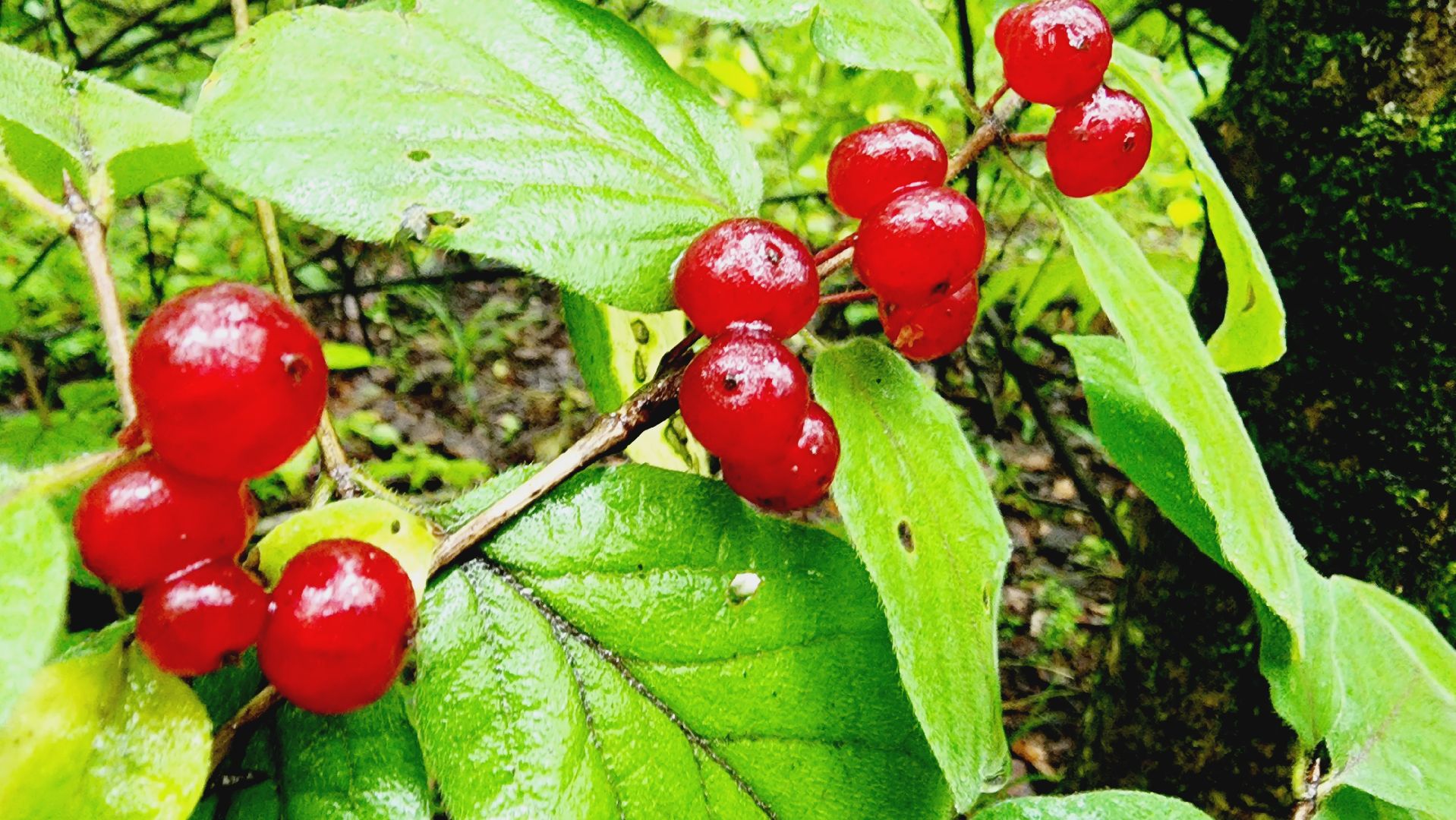 Подмгсковье, Ивантеевка, приррда, грибы