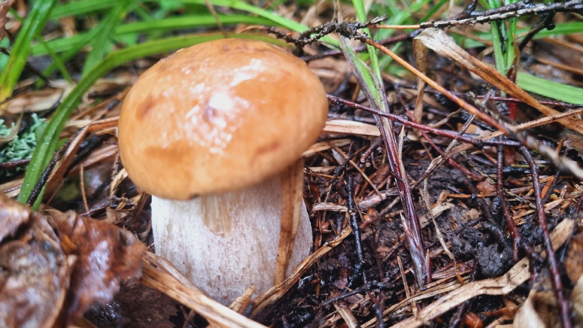 Подмгсковье, Ивантеевка, приррда, грибы