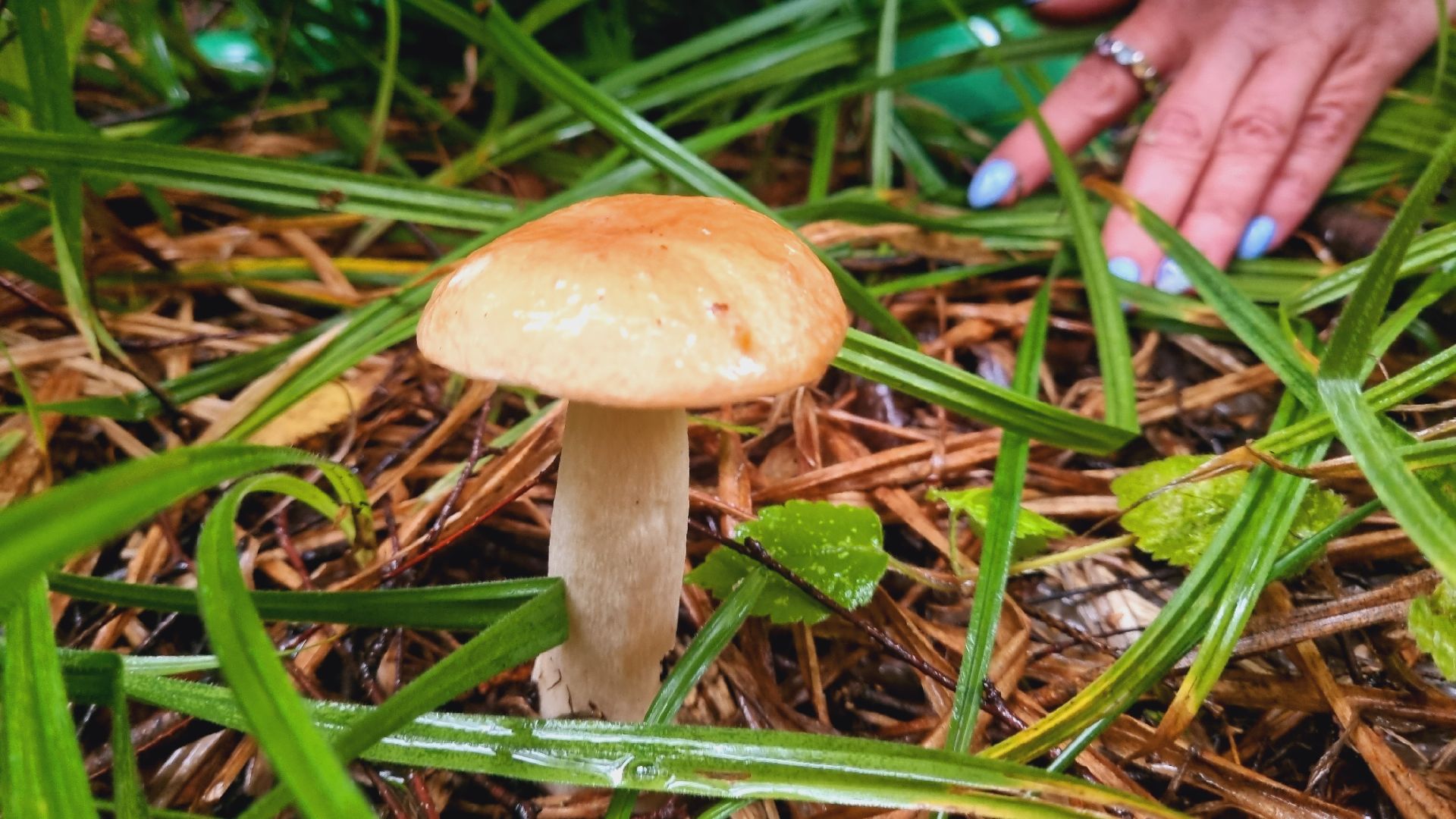 Подмгсковье, Ивантеевка, приррда, грибы