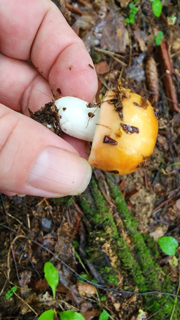 Подмгсковье, Ивантеевка, приррда, грибы