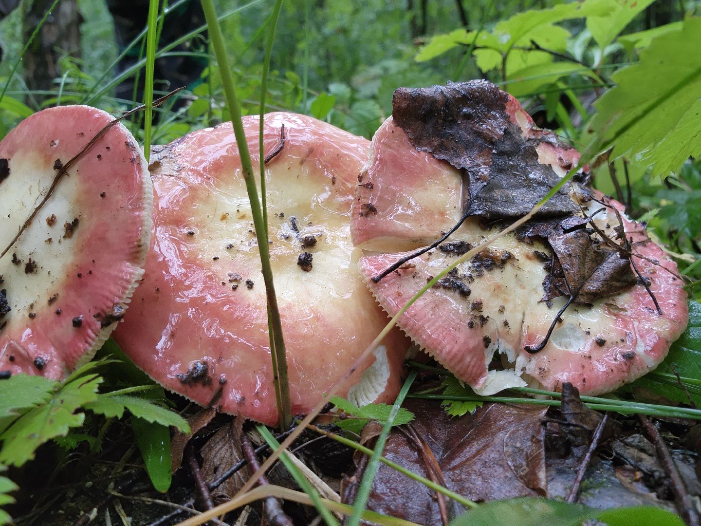 Подмгсковье, Ивантеевка, приррда, грибы