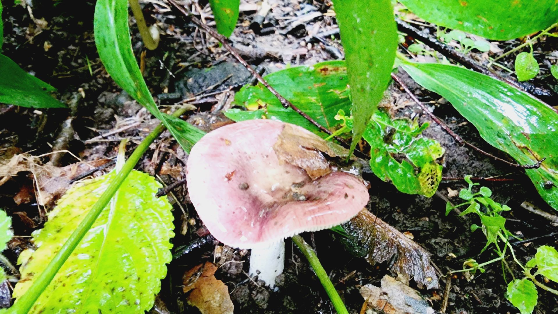 Подмгсковье, Ивантеевка, приррда, грибы