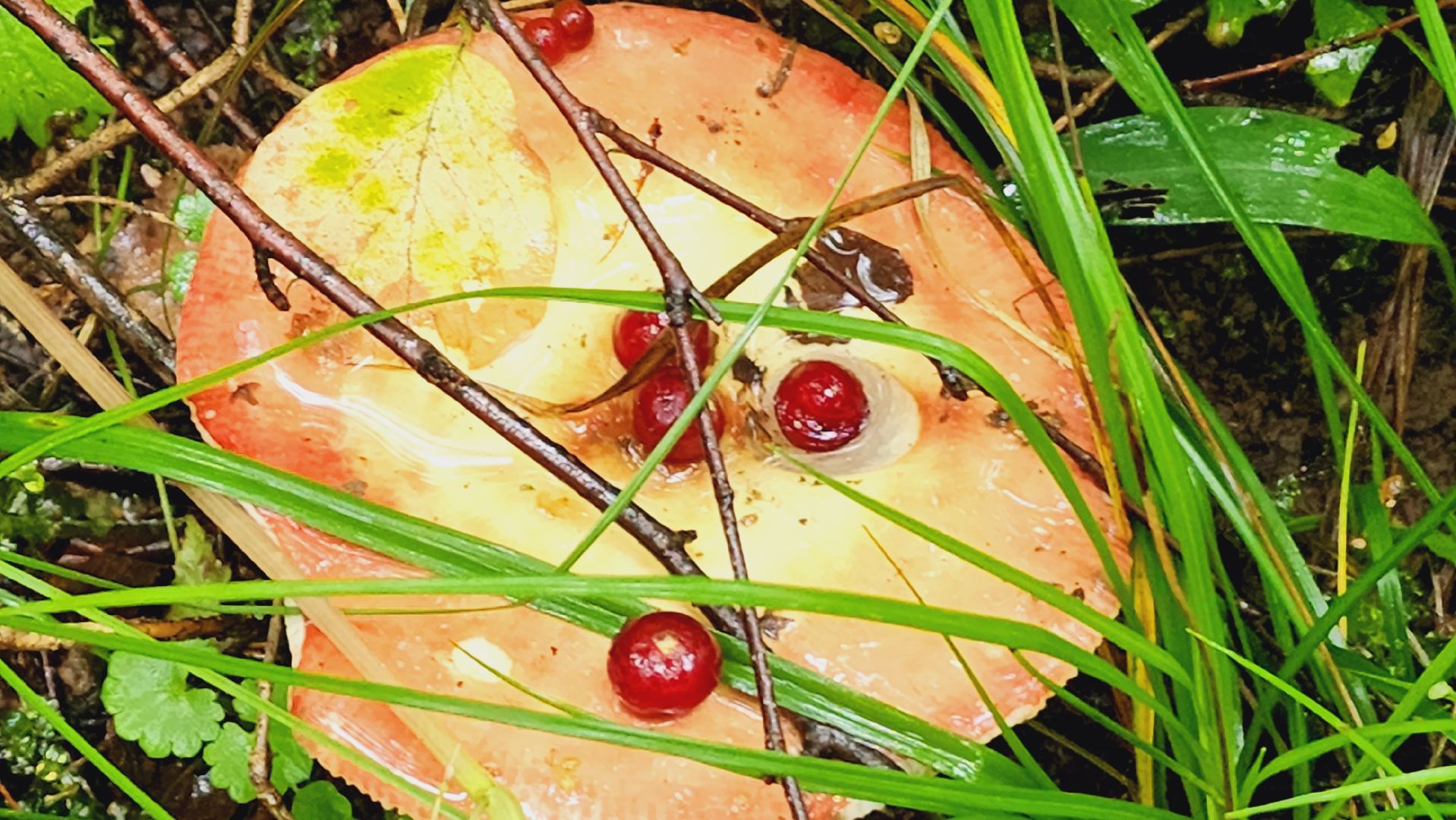 Подмгсковье, Ивантеевка, приррда, грибы