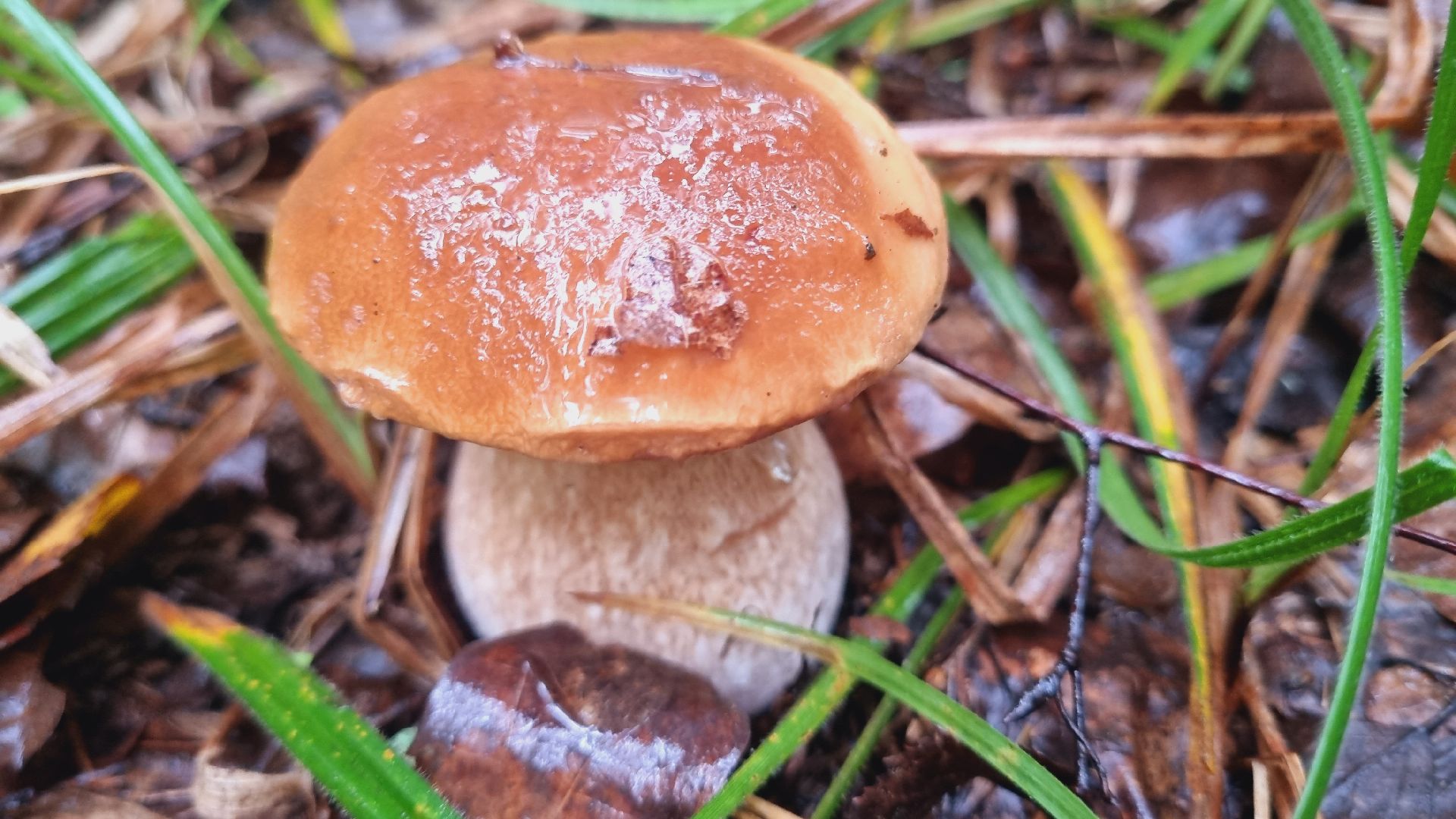 Подмгсковье, Ивантеевка, приррда, грибы