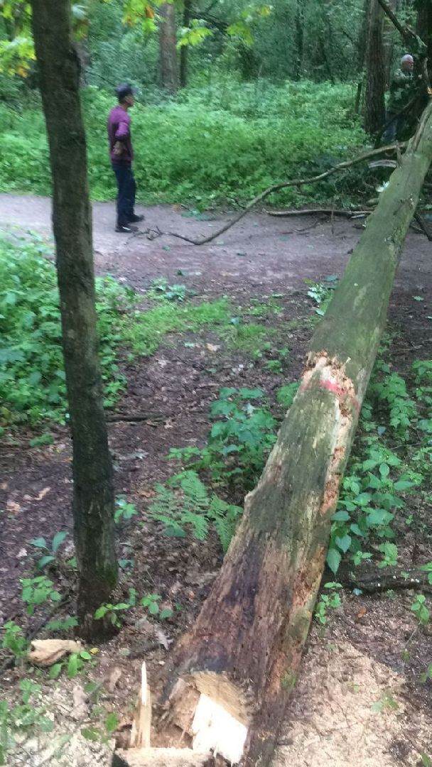 Кузьминский лесопарк, поваленные деревья, уборка в лесу, Котельники