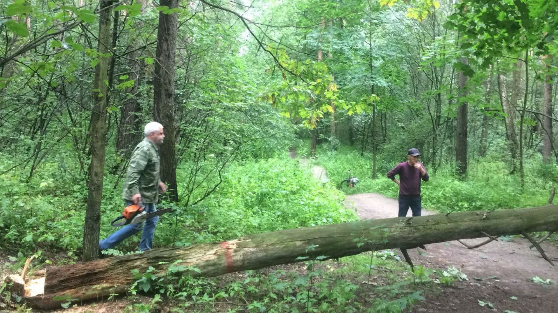 Кузьминский лесопарк, поваленные деревья, уборка в лесу, Котельники