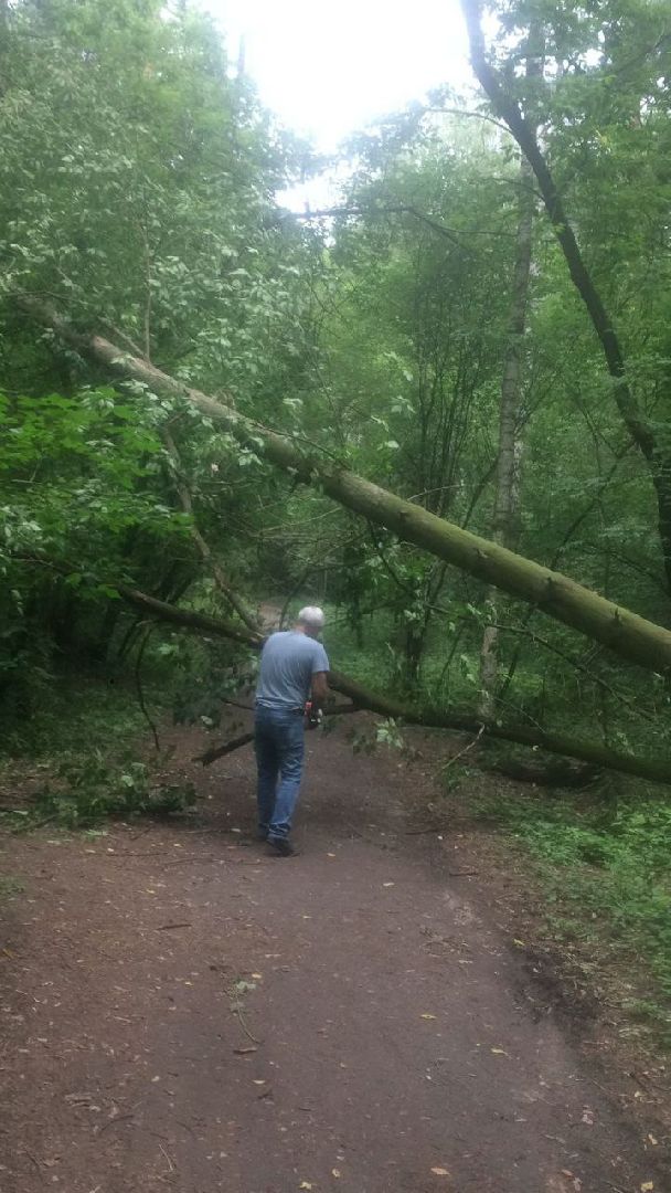 Кузьминский лесопарк, поваленные деревья, уборка в лесу, Котельники