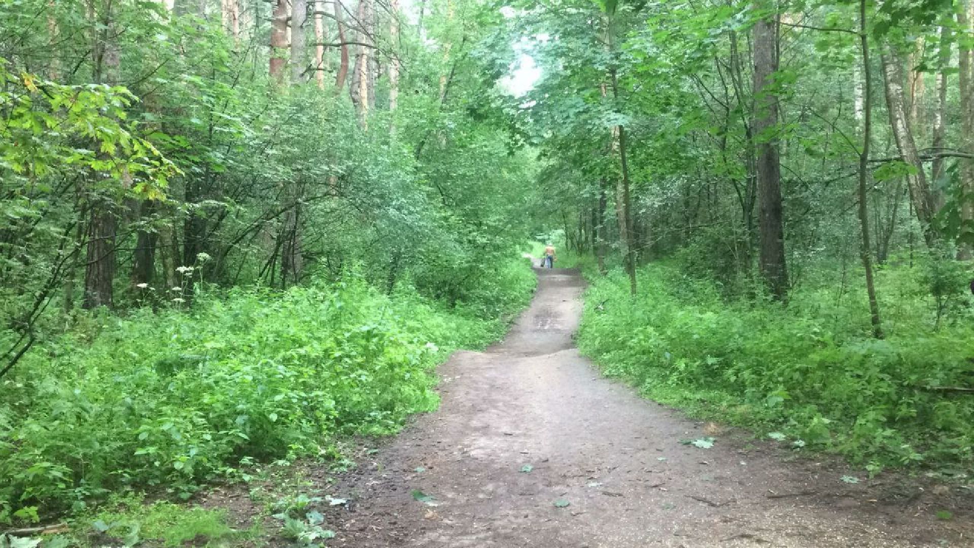 Кузьминский лесопарк, поваленные деревья, уборка в лесу, Котельники
