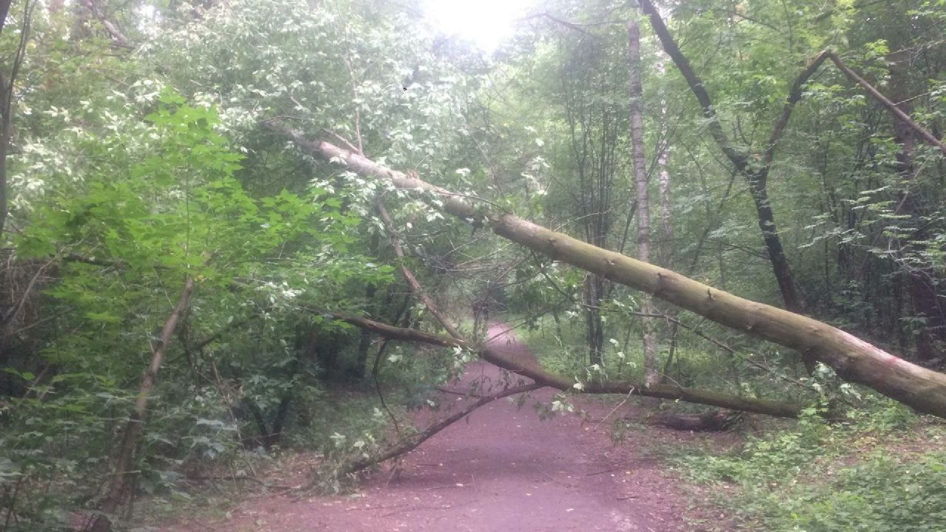 Кузьминский лесопарк, поваленные деревья, уборка в лесу, Котельники