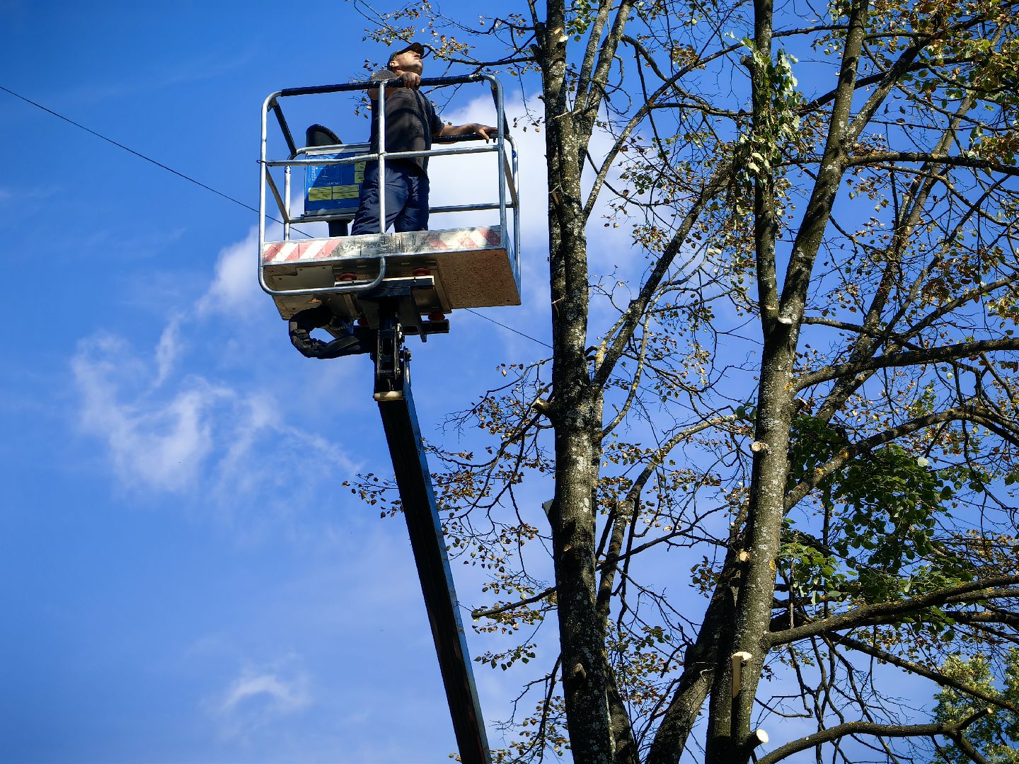 Сухостои, деревья, улица, спил