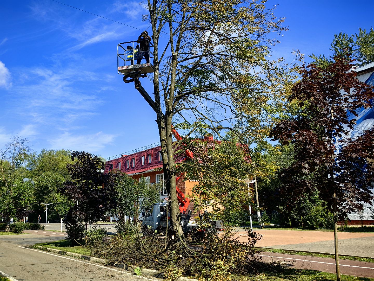 Сухостои, деревья, улица, спил