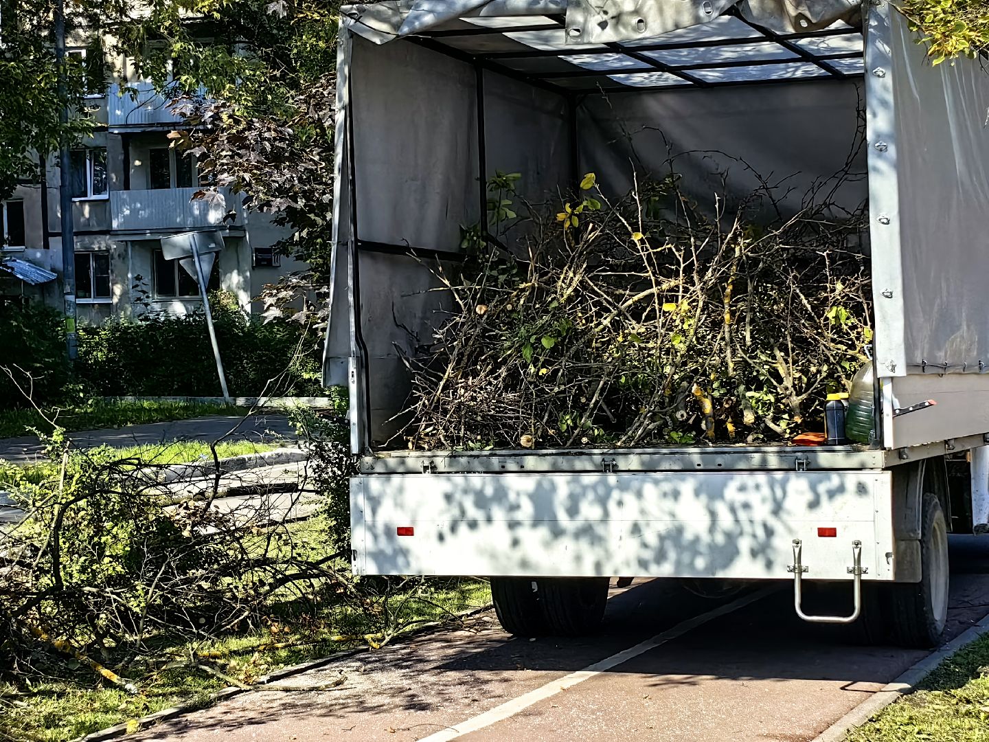 Сухостои, деревья, улица, спил