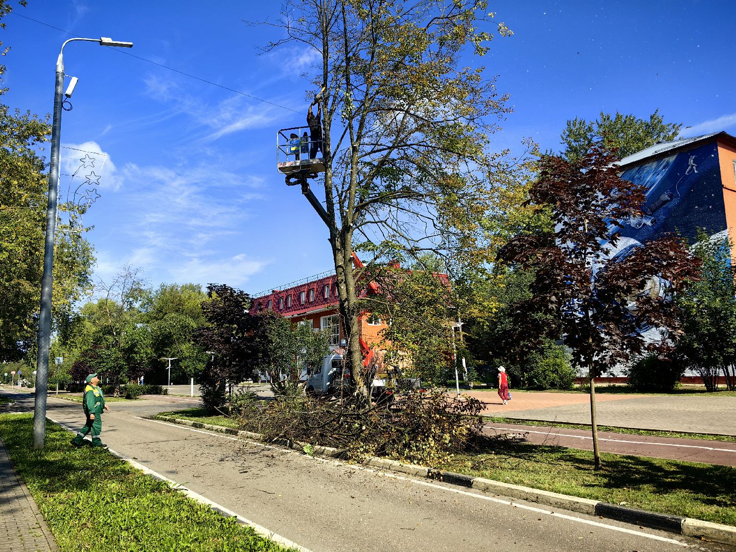 Сухостои, деревья, улица, спил