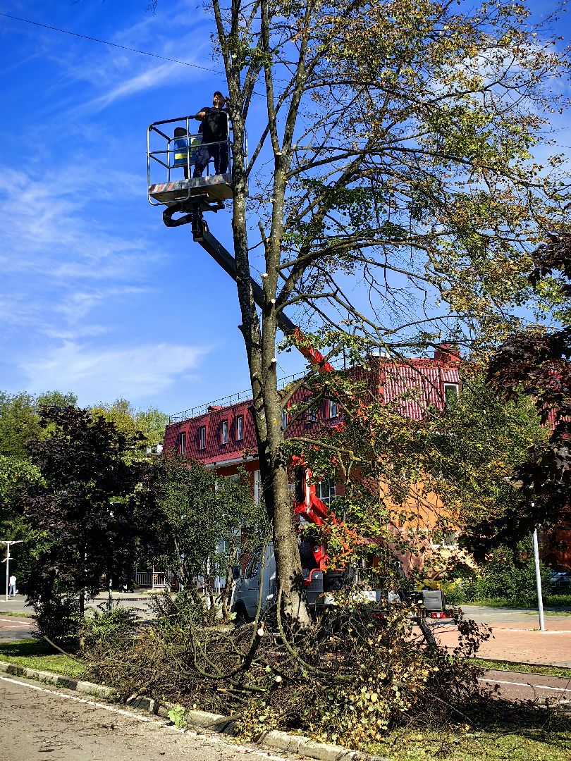 Сухостои, деревья, улица, спил