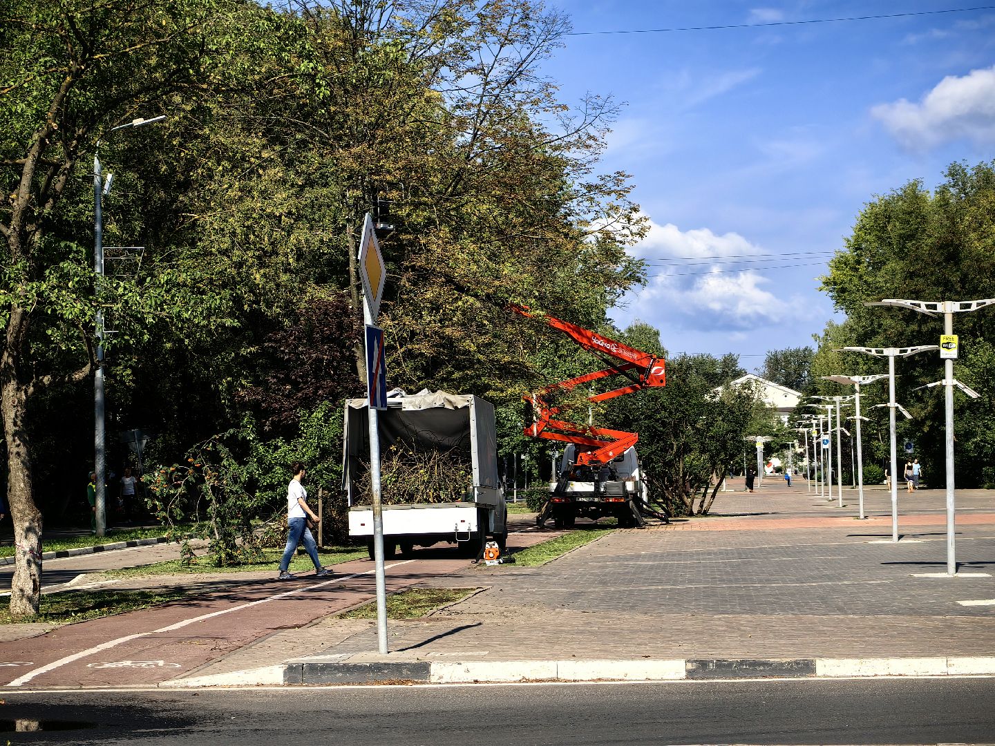 Сухостои, деревья, улица, спил