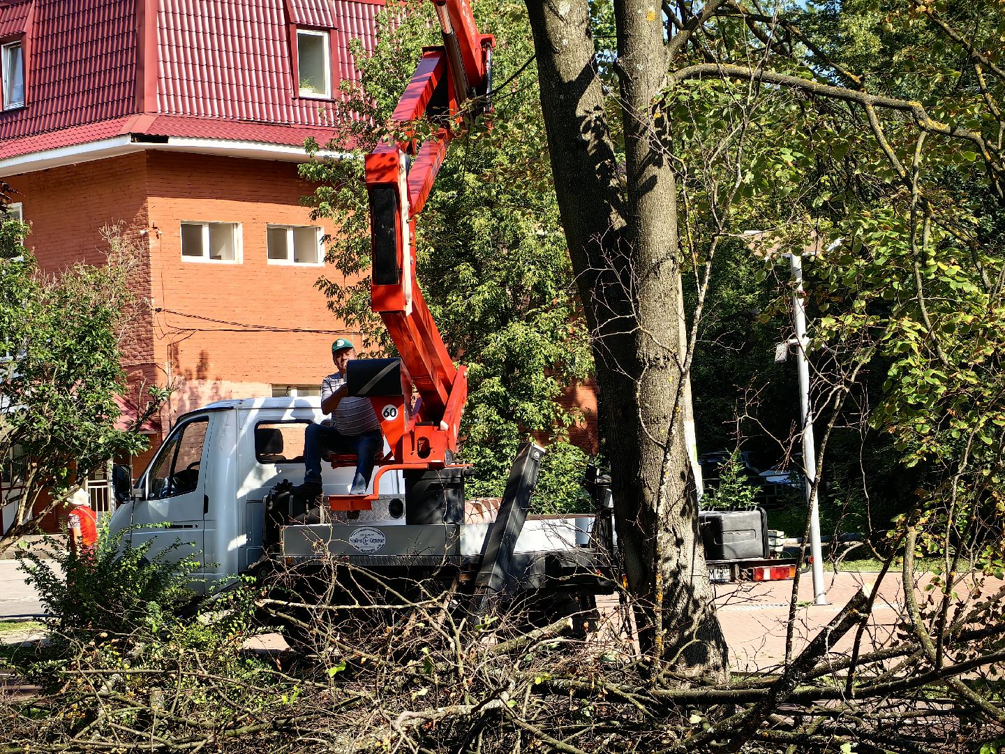 Сухостои, деревья, улица, спил