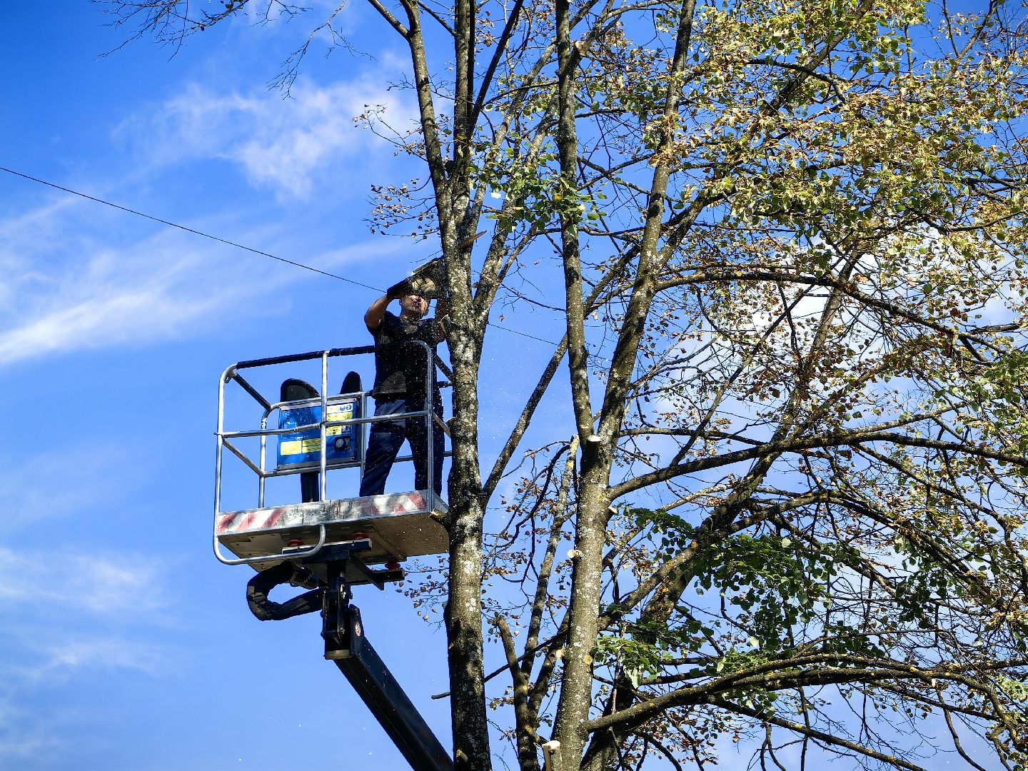 Сухостои, деревья, улица, спил