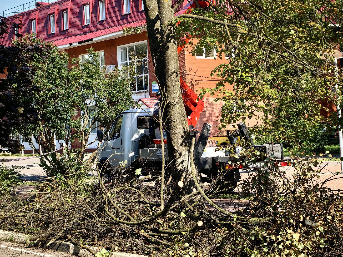 Сухостои, деревья, улица, спил