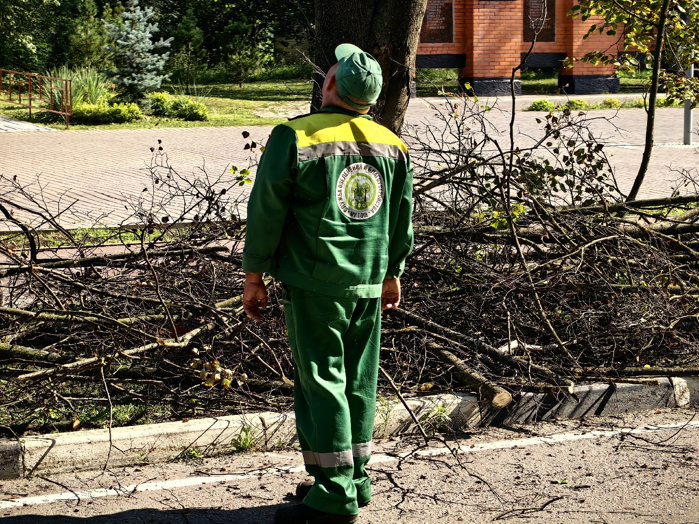 Сухостои, деревья, улица, спил