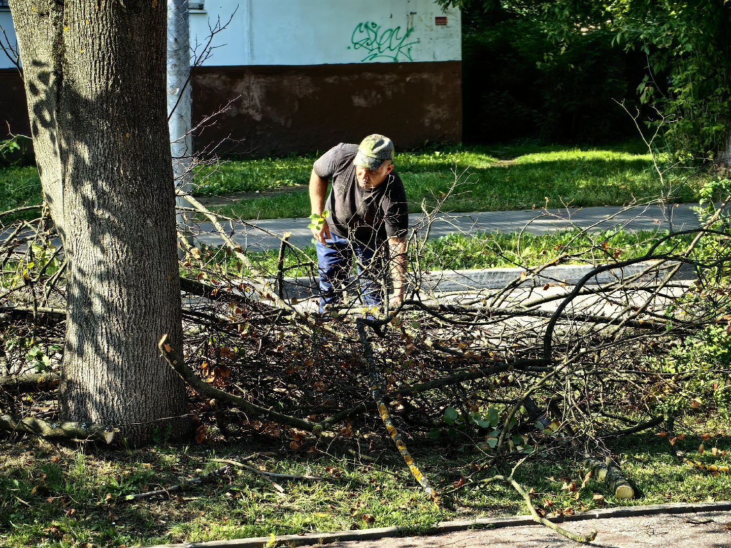 Сухостои, деревья, улица, спил