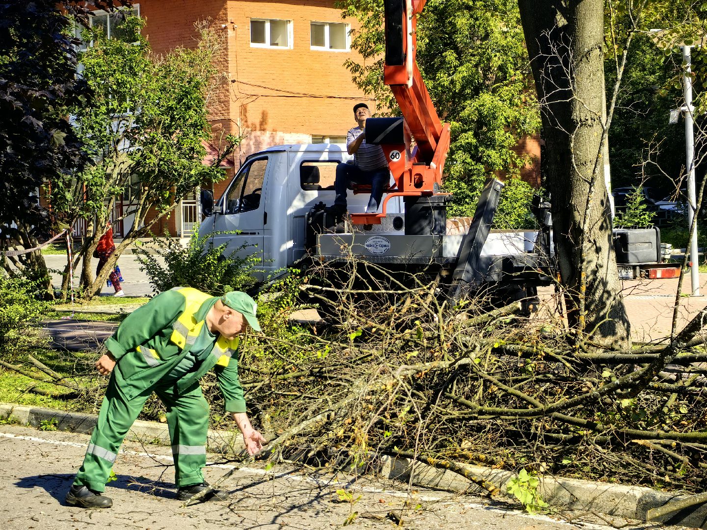 Сухостои, деревья, улица, спил