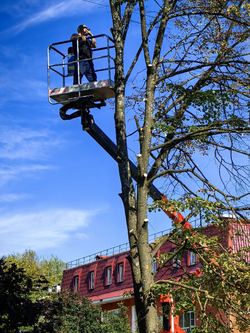 Сухостои, деревья, улица, спил