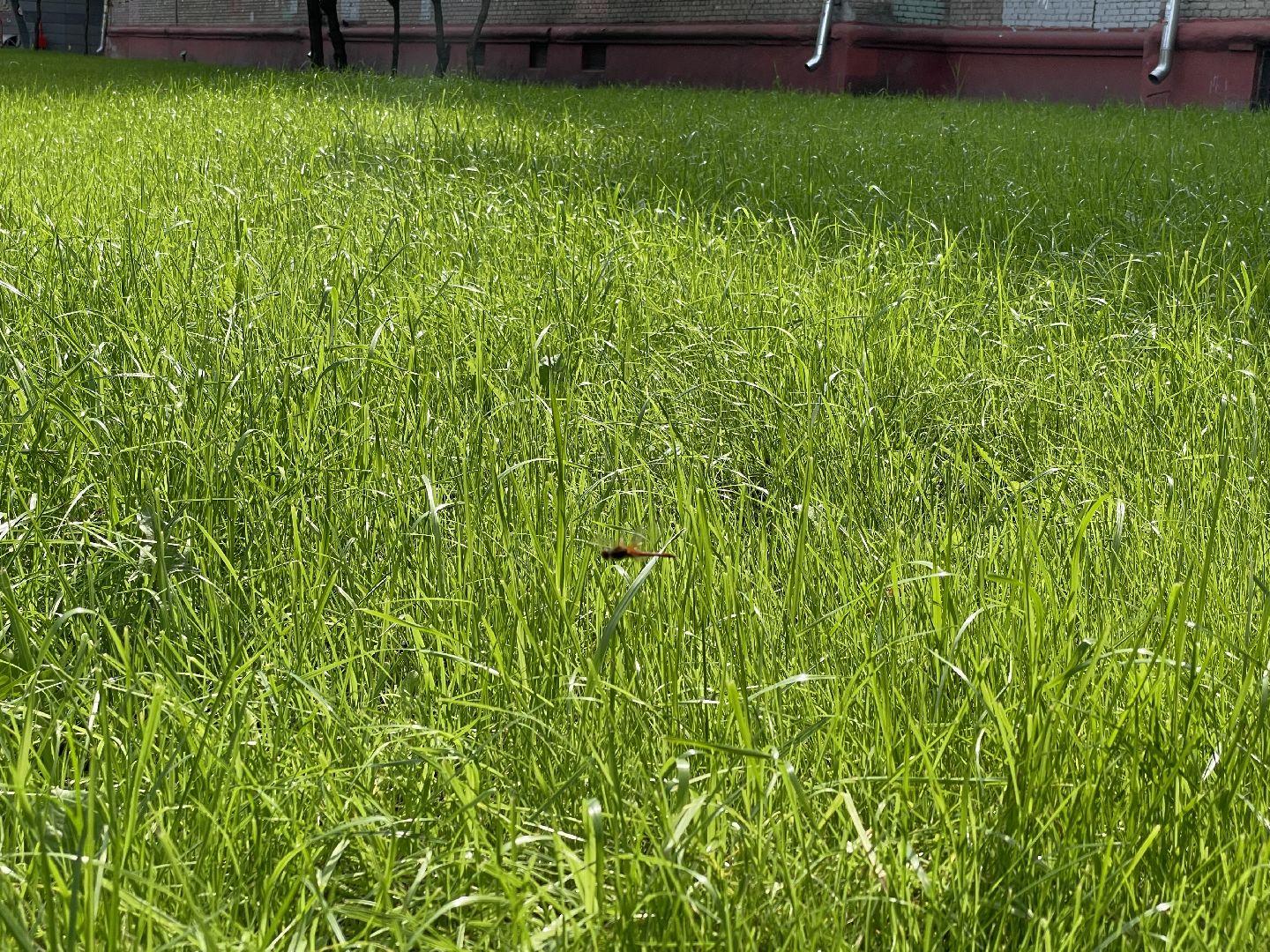 Кот, ремонт, благоустройство, МЦД