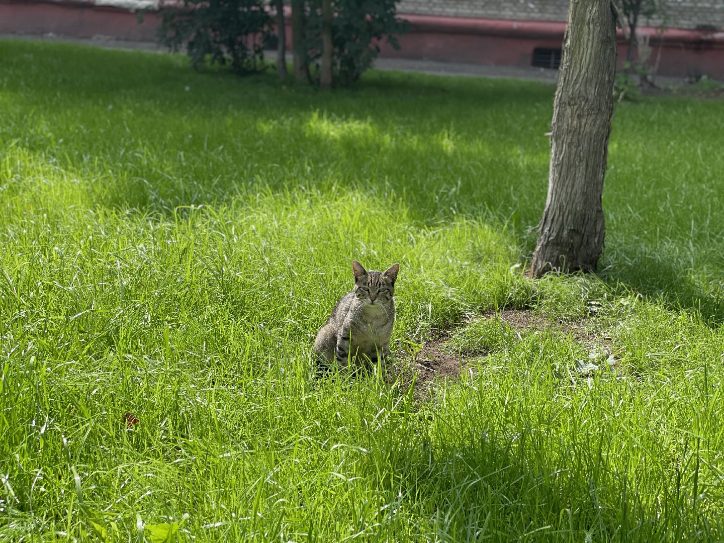 Кот, ремонт, благоустройство, МЦД