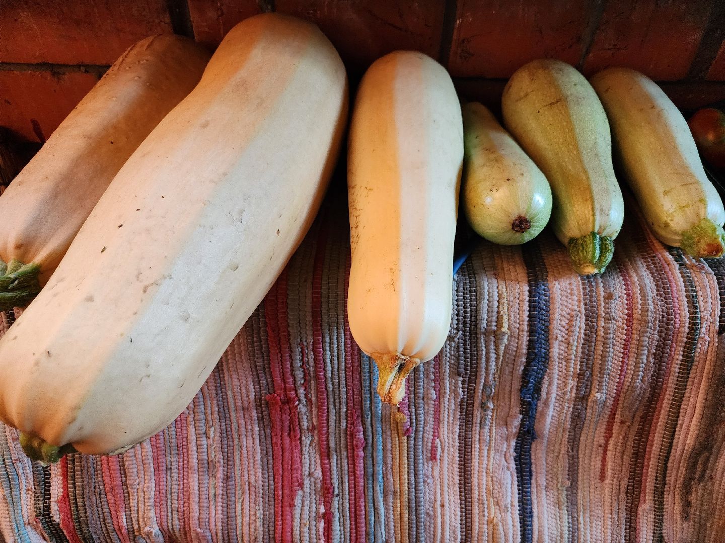 Огород, урожай, кабачки, Старая Купавна, Богородский городской округ