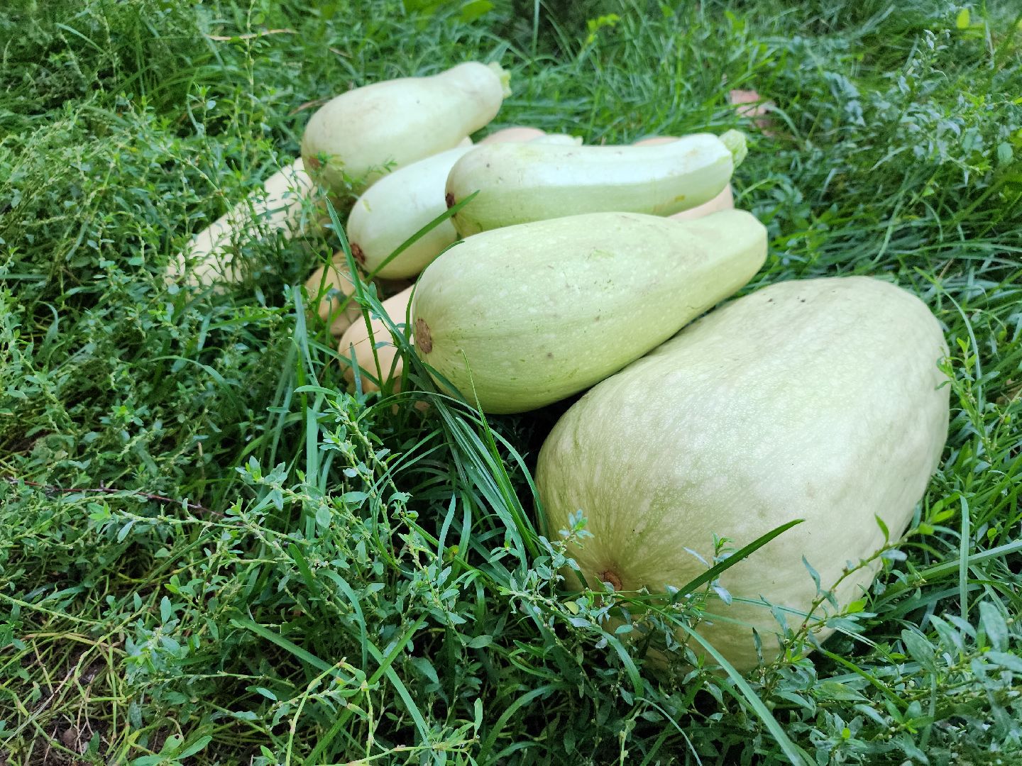 Огород, урожай, кабачки, Старая Купавна, Богородский городской округ