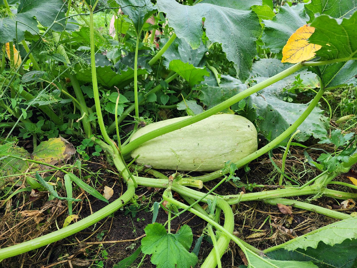 Огород, урожай, кабачки, Старая Купавна, Богородский городской округ