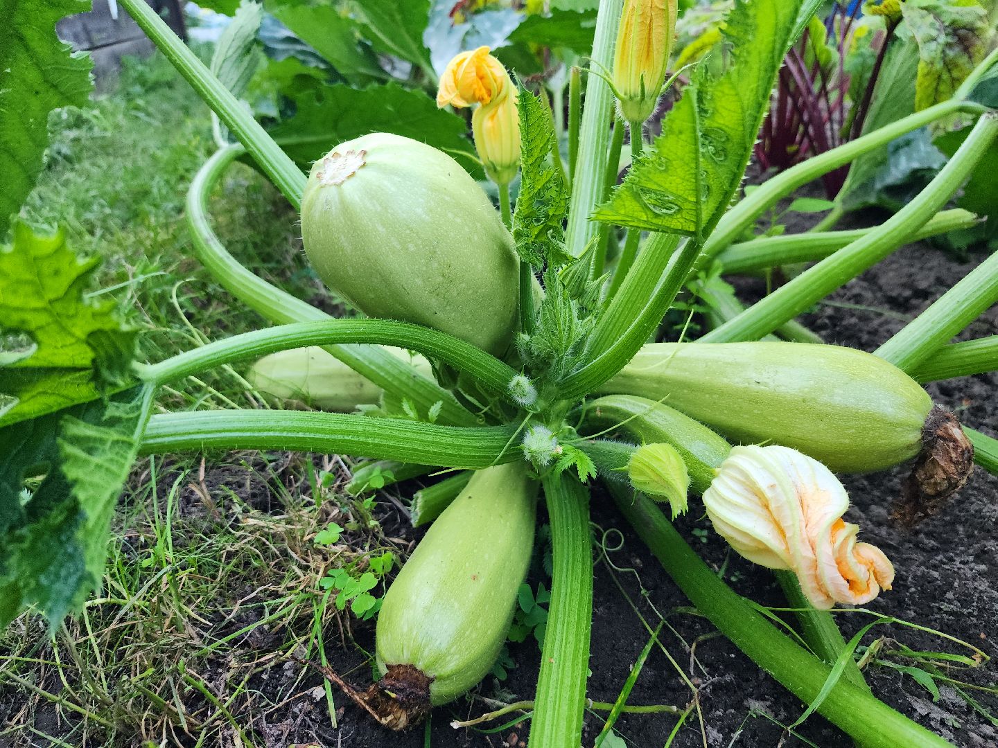 Огород, урожай, кабачки, Старая Купавна, Богородский городской округ