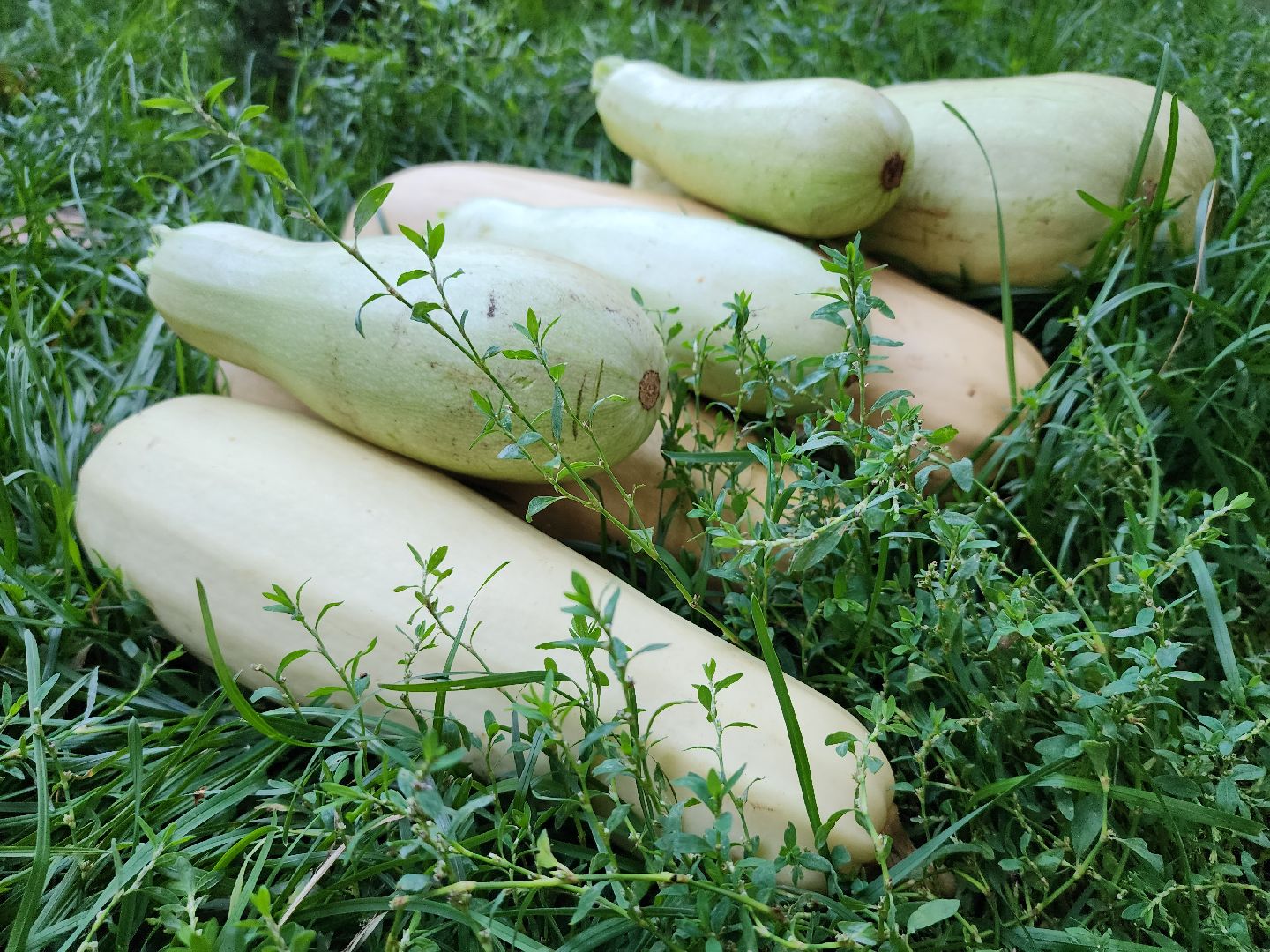 Огород, урожай, кабачки, Старая Купавна, Богородский городской округ