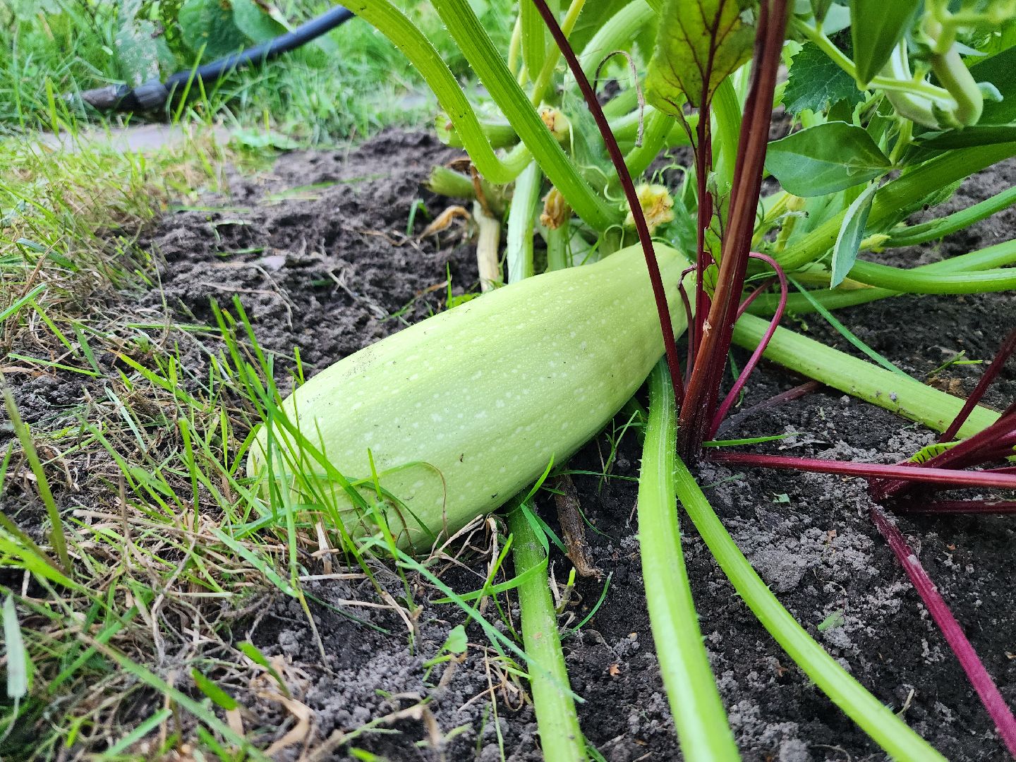 Огород, урожай, кабачки, Старая Купавна, Богородский городской округ