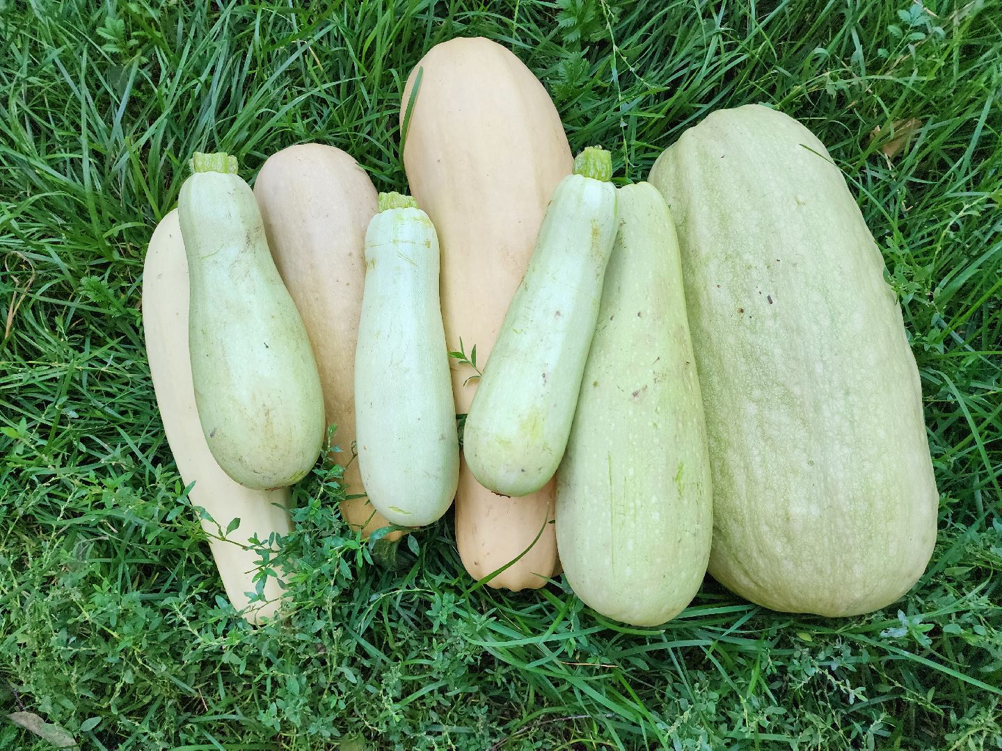 Огород, урожай, кабачки, Старая Купавна, Богородский городской округ