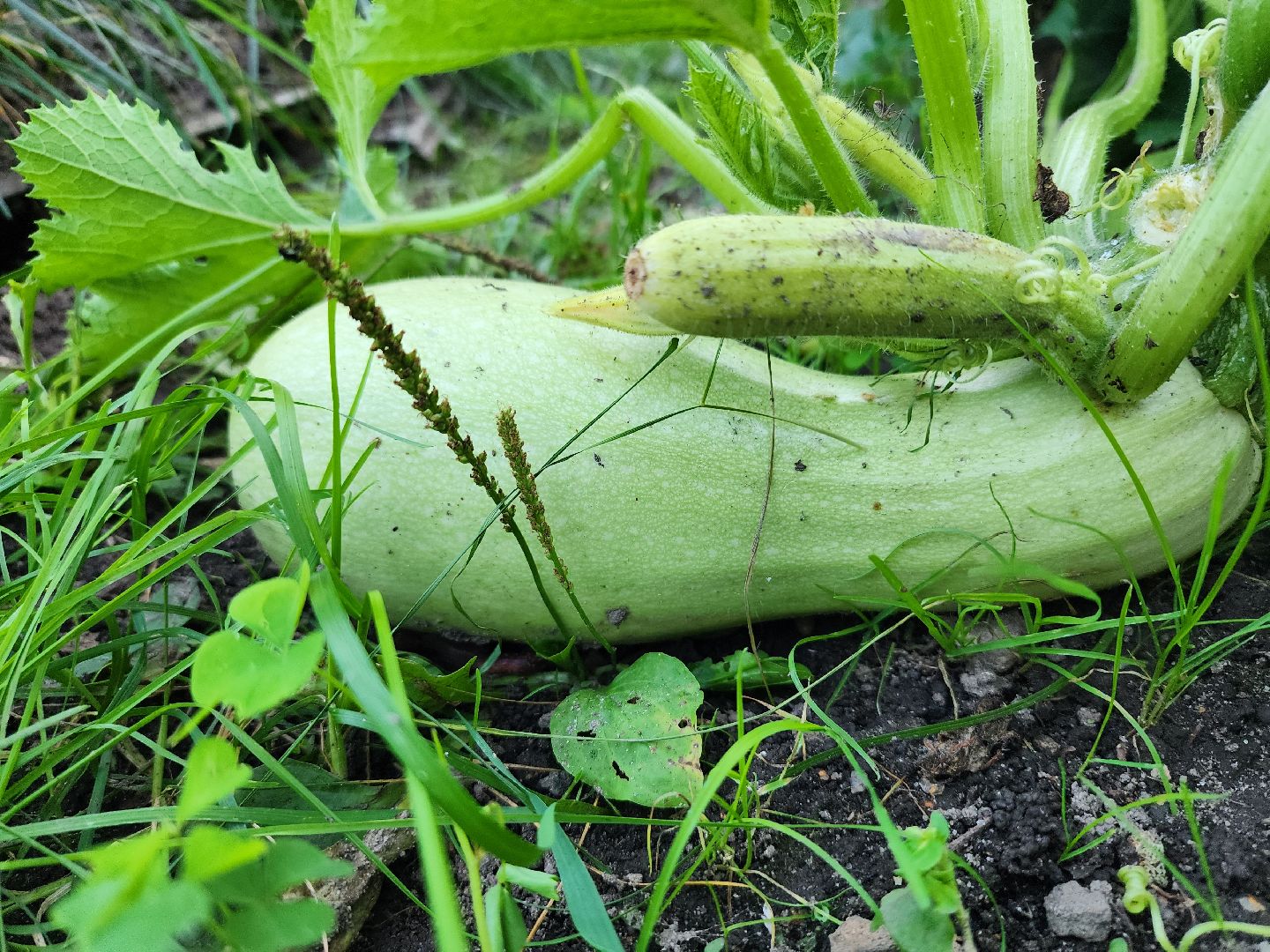Огород, урожай, кабачки, Старая Купавна, Богородский городской округ
