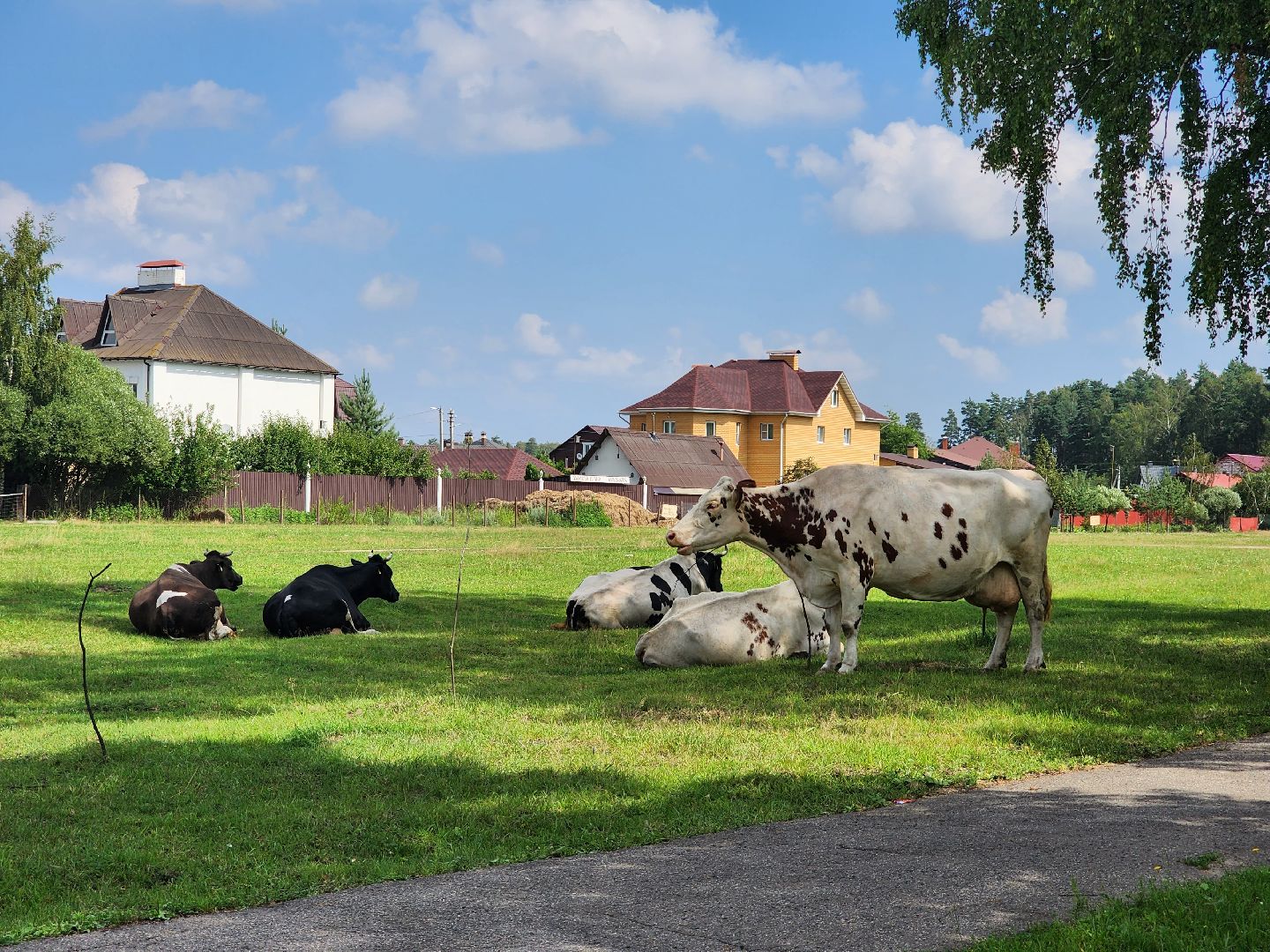 Коровы, жара, погода, Кудиново, Богородский городской округ